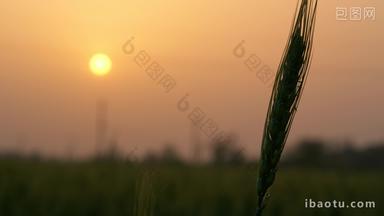 傍晚黄昏夕阳下的农村小麦田